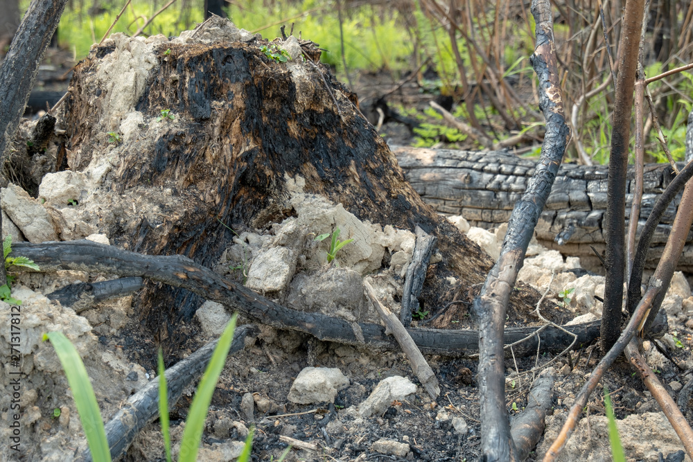 The consequences of a fire in the forest. Remains of burnt trees and bushes. Fire in the park. The consequences of a fire in the forest. Remains of burnt trees and bushes. Fire in the park.