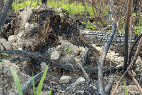 The consequences of a fire in the forest. Remains of burnt trees and bushes. Fire in the park.