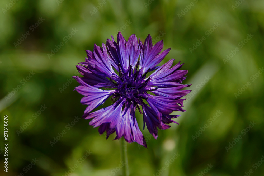Kornblume mit Blütenkorb in lila Kornblume mit Blütenkorb in lila