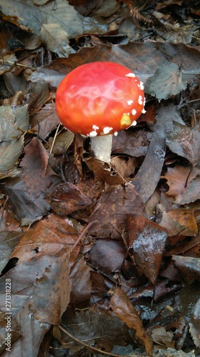 AMANITA