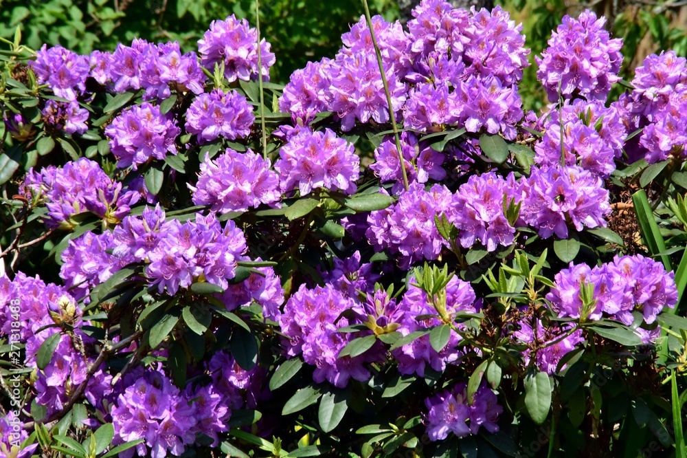 Lila Rhododendron