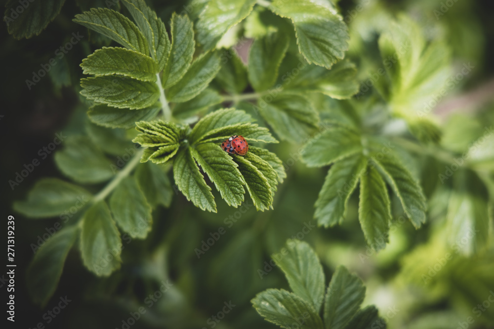 a spring shrub with green leaves and a red ladybug in the warmth of the afternoon sun a spring shrub with green leaves and a red ladybug in the warmth of the afternoon sun
