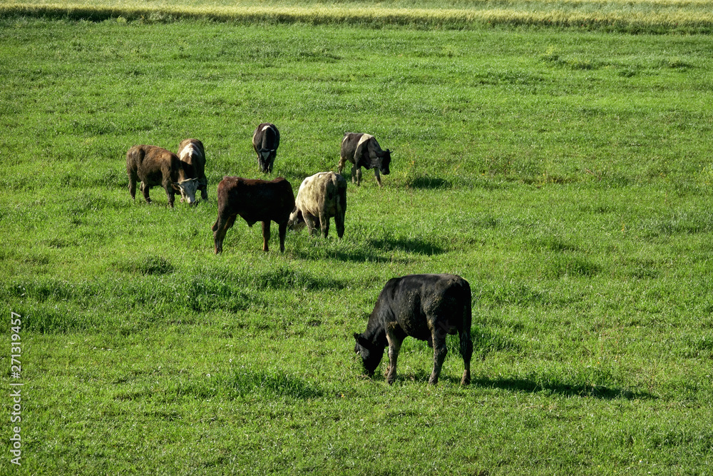 Cow herd eating grass on countryside landscape in sunny day Cow herd eating grass on countryside landscape in sunny day