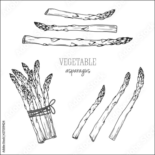 Asparagus isolated on white background. Vector illustration
