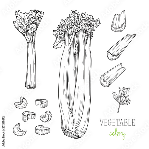 Celery isolated on white background. Vector illustration