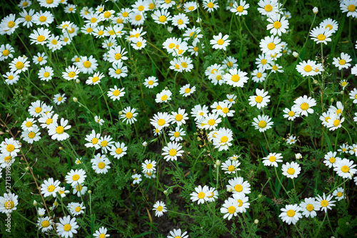 Daisies. Small daisies on a green meadow. Flowers. Selective focus