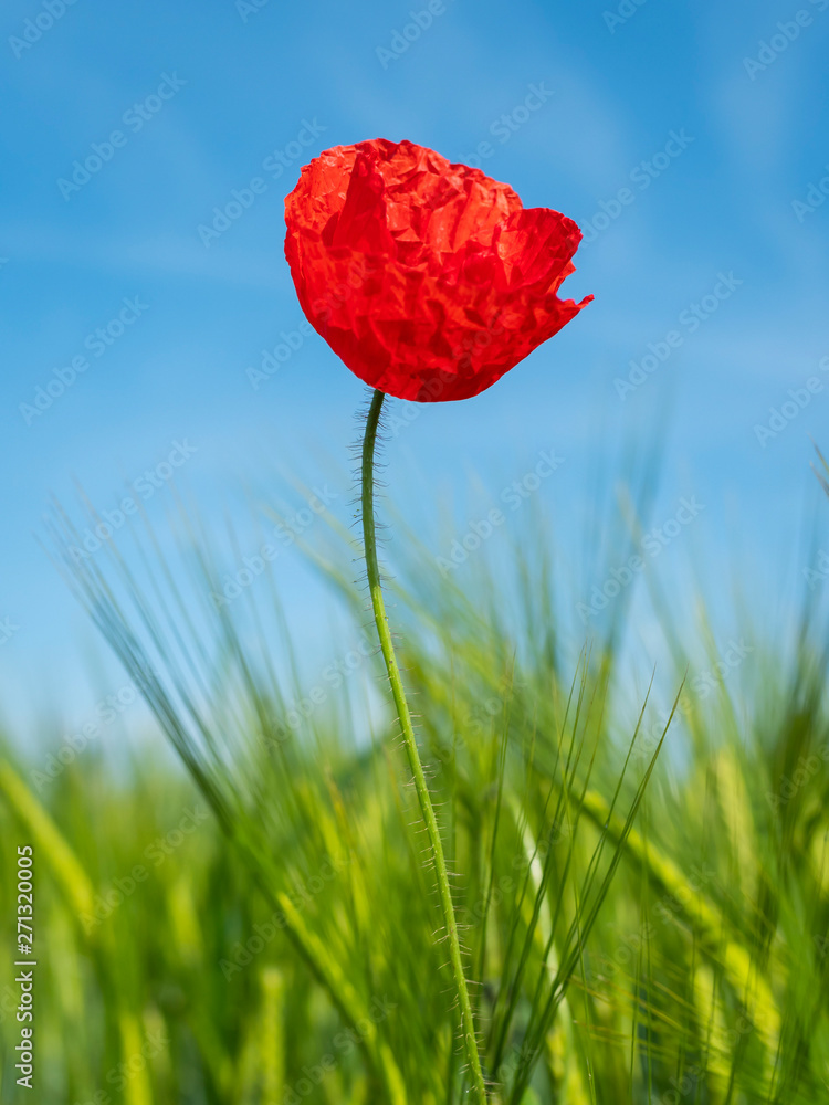 Obraz premium Poppy flower red color on green background