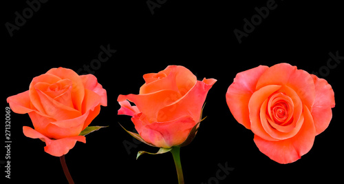 Close-up variation image of orange rose isolated on black background