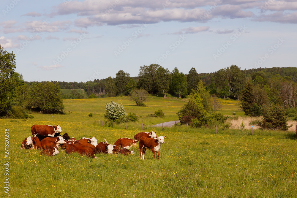 Cattle Cattle