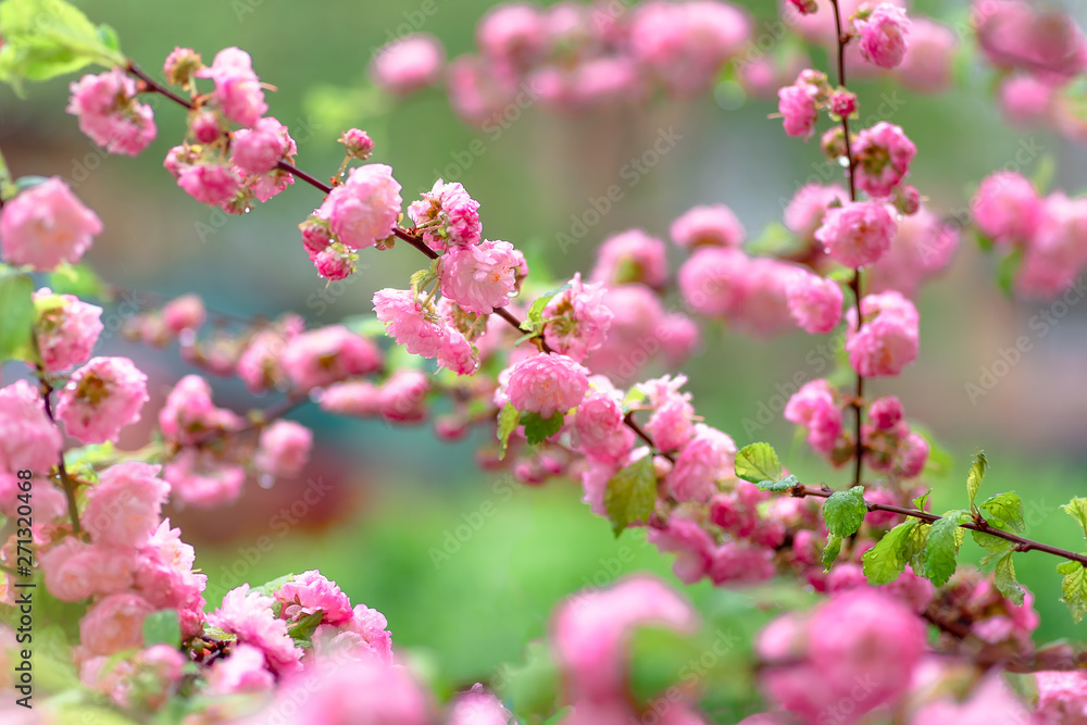 Pink flower sakura bloom in spring season, closeup Pink flower sakura bloom in spring season, closeup