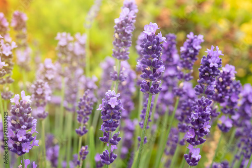 Lavender flowers in full bloom