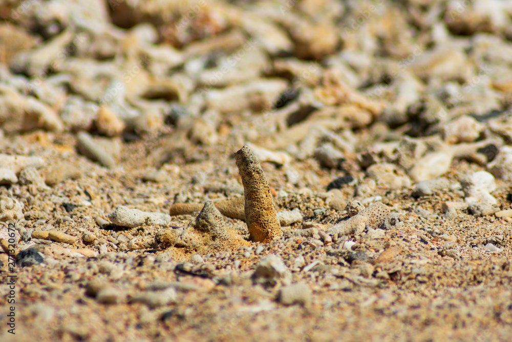 Coral sticking out on golden beach sand