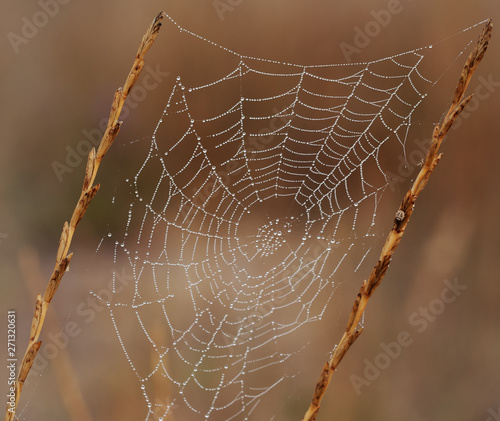 Spider web with dew drops at early morning