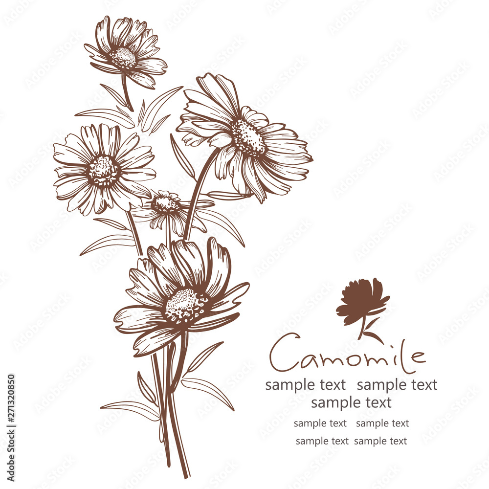Hand drawn camomile flowers vector illustration - obrazy, fototapety, plakaty 