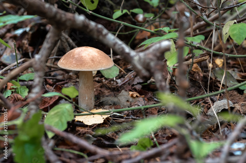 Mushroom leccinum in the forest, close up.