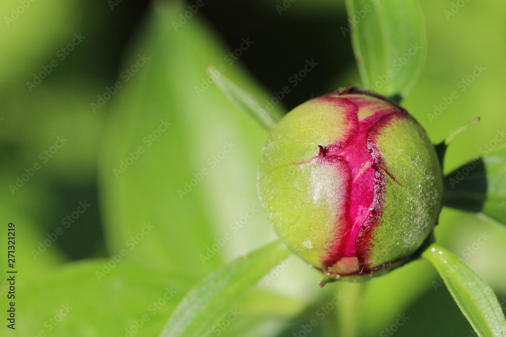 background texture macro background texture macro