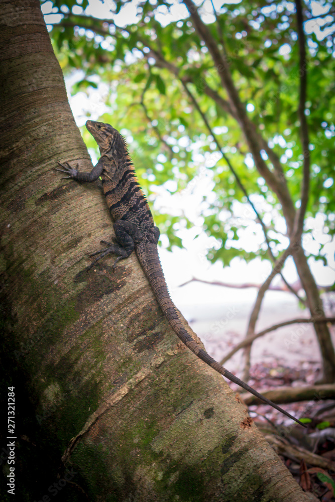 Obraz premium Iguana en el tronco de un árbol