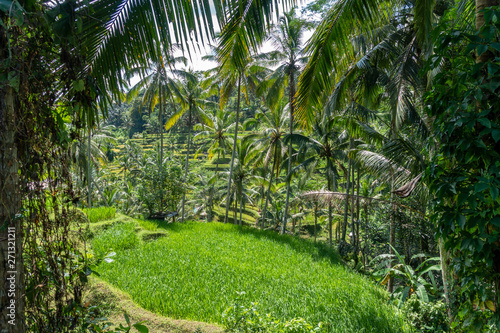 Bali  Indonesia. Tegalalang Rice Terraces near Ubud.