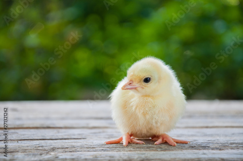 Cute little white chicken stands on a wooden table among the natural background © physyk