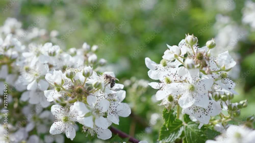 Сlose up of a bee collecting nectar on a white spring blackberry flower. Сlose up of a bee collecting nectar on a white spring blackberry flower.