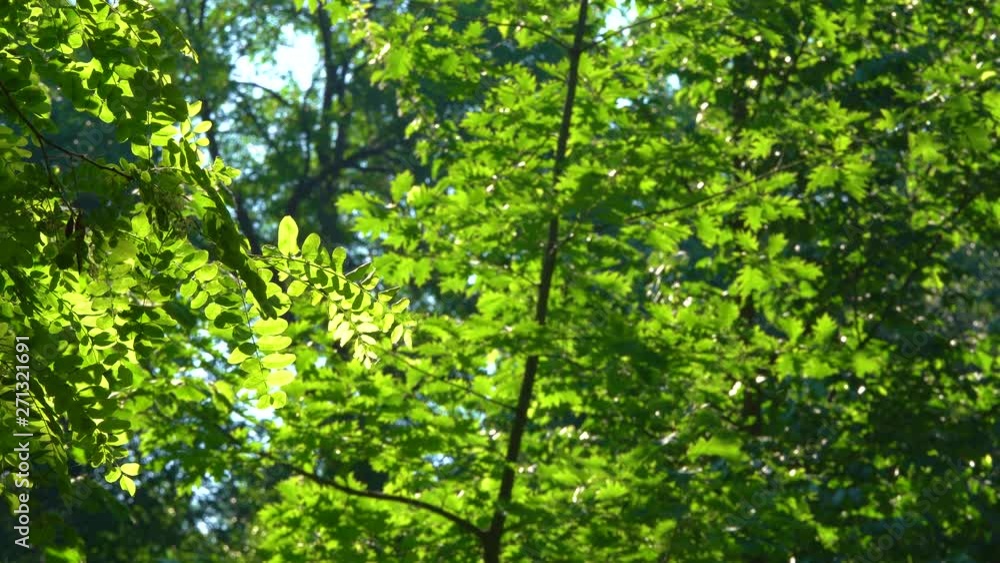 Tops of green trees growing outdoors. Real time 4k video footage. Tops of green trees growing outdoors. Real time 4k video footage.