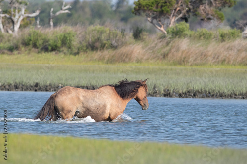 Wild Horses on the Rachel Carson Reserve of the Coast near Beaufort, North Carolina 