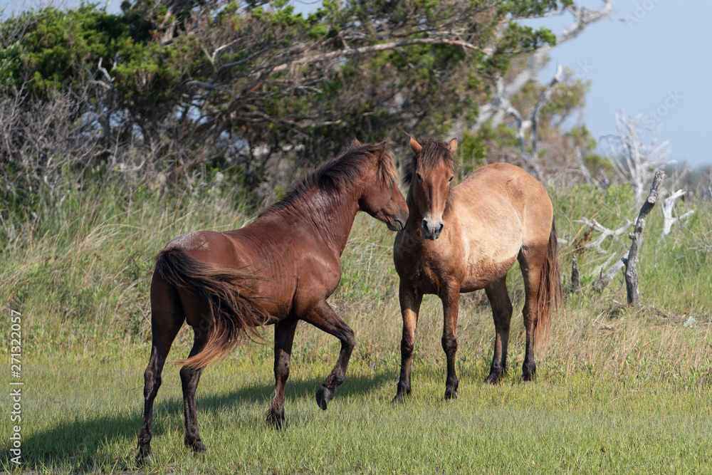 Wild Horses on the Rachel Carson Reserve of the Coast near Beaufort, North Carolina Wild Horses on the Rachel Carson Reserve of the Coast near Beaufort, North Carolina