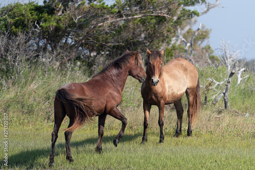 Wild Horses on the Rachel Carson Reserve of the Coast near Beaufort  North Carolina 