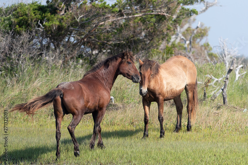 Wild Horses on the Rachel Carson Reserve of the Coast near Beaufort  North Carolina 