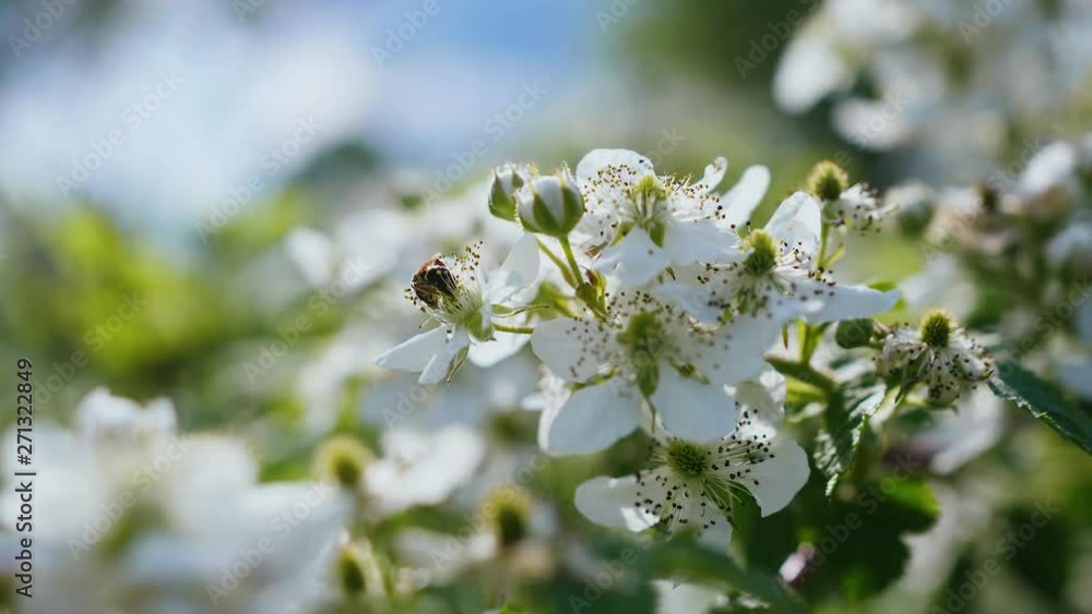 Сlose up of a bee collecting nectar on a white spring blackberry flower. Сlose up of a bee collecting nectar on a white spring blackberry flower.