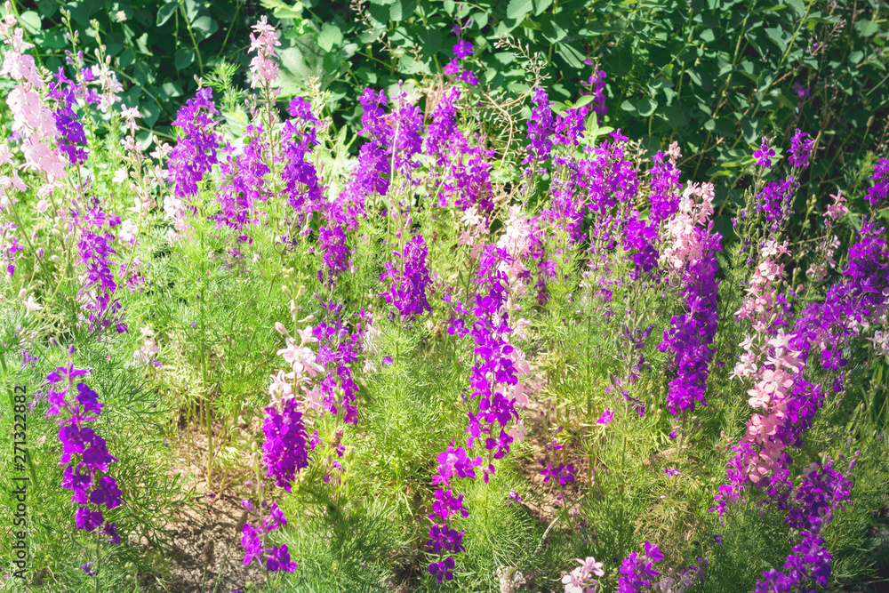 Naklejka premium Garden with freshly Delphinium flower