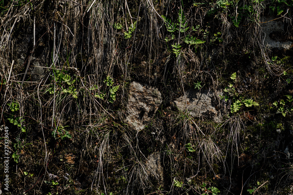 Obraz premium tree in the forest