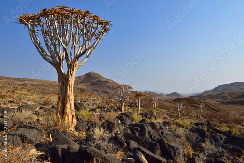 Africa, Namibia, Namib Naukluft mountains, Namib Desert, Quiver tree, Aloe dichotoma photo