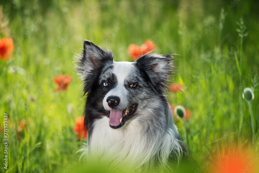 Border collie dog with poppy flowers