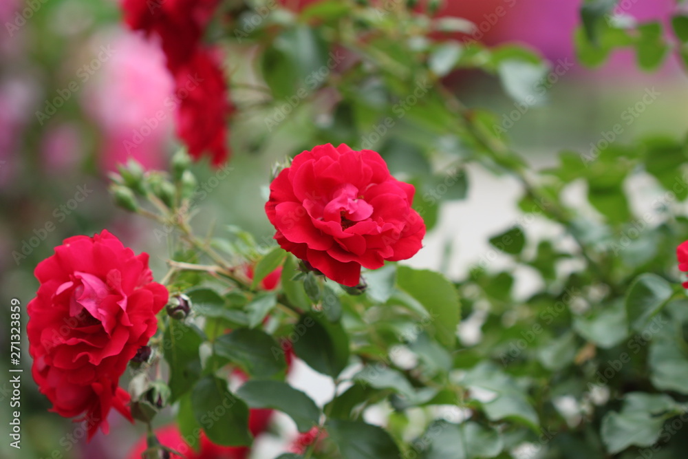 Red roses in garden, summer background Red roses in garden, summer background