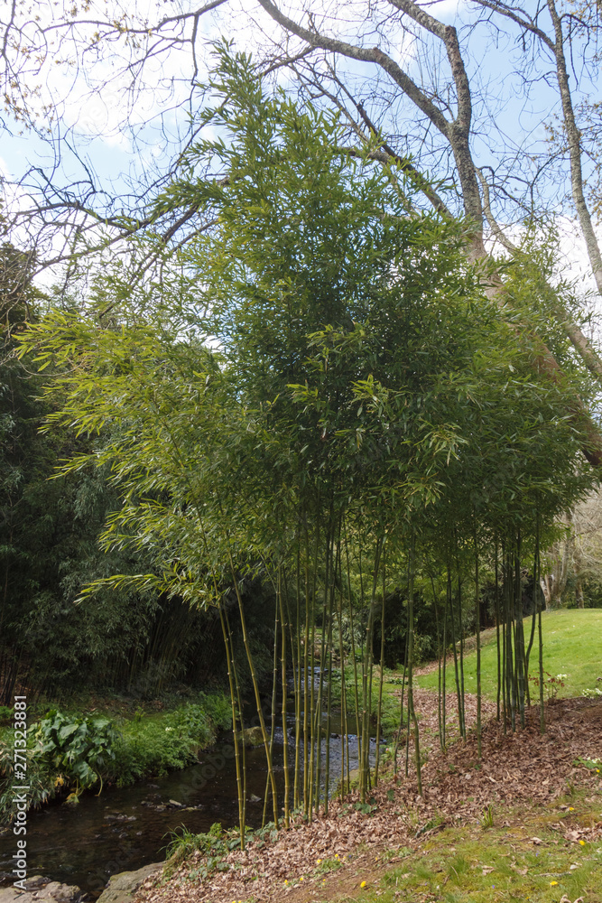 Bamboo plants and river in a garden during spring