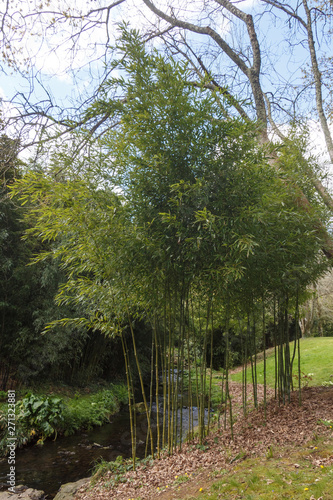 Bamboo plants and river in a garden during spring