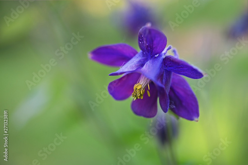 Fotografering Blue purple flower of European columbine (Aquilegia vulgaris) blooming in the ga