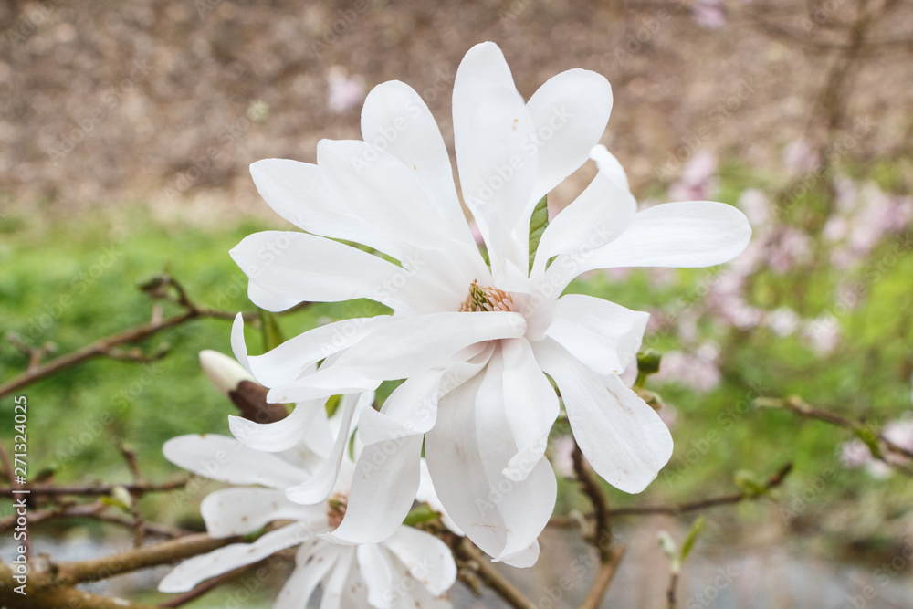White magnolia flowers in a garden during spring