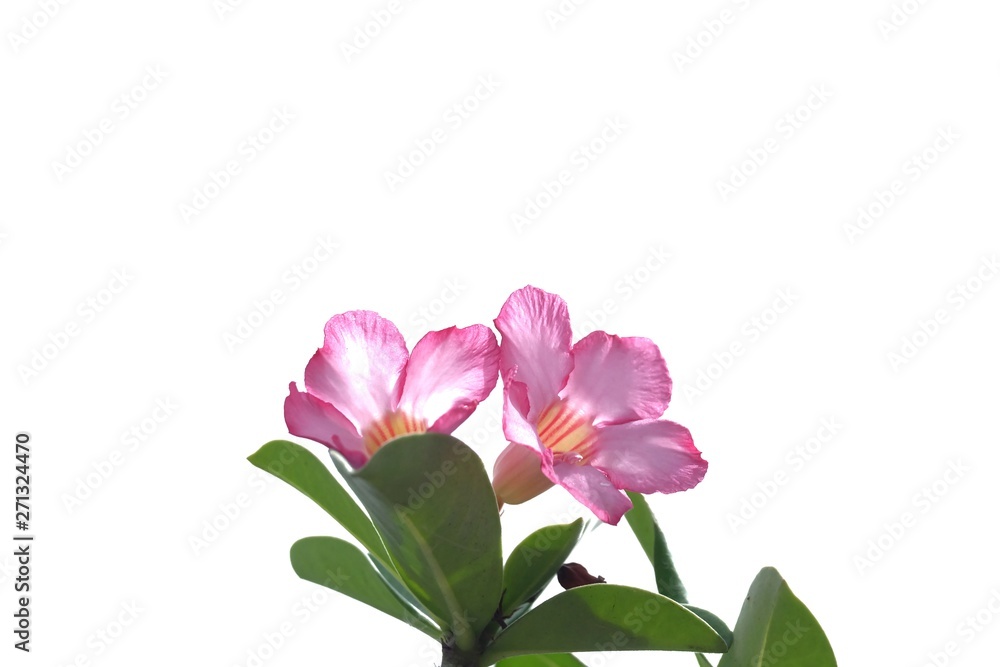 A bouquet of sweet pink adenium flower blossom on white isolated background A bouquet of sweet pink adenium flower blossom on white isolated background