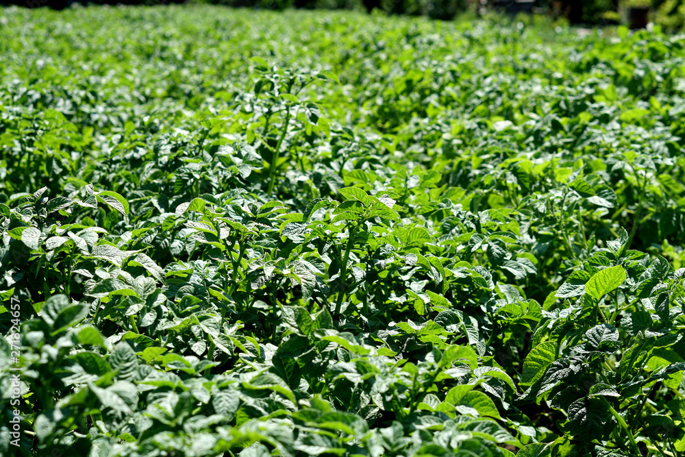 potato plantation, blooming green potatoes