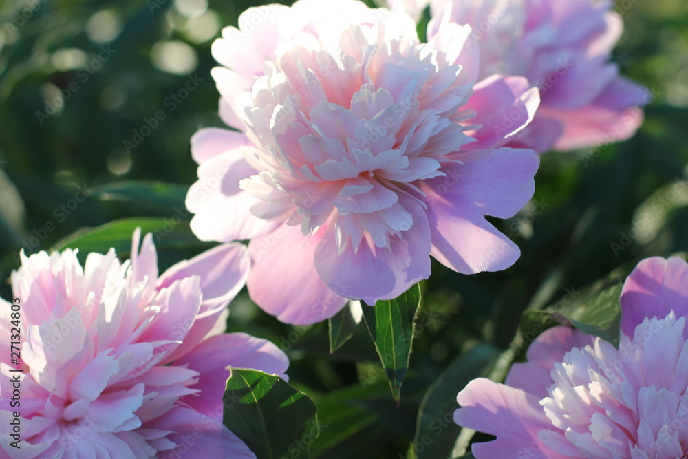 Fototapeta premium bush pink peonies in the park, photography