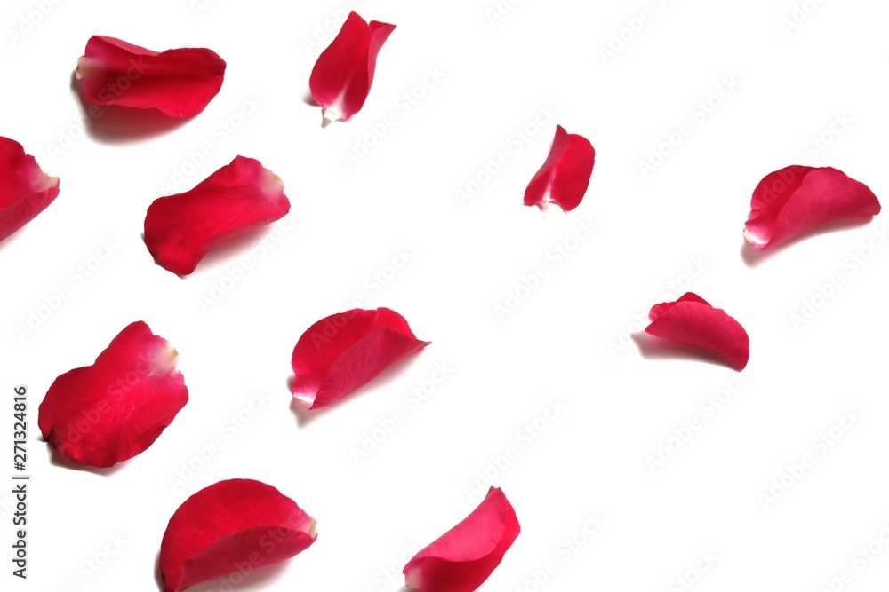 In senlective focus a group of red rose corollas on white isolated background 