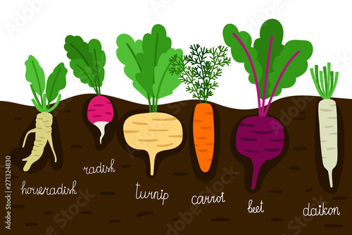 Vegetables garden growing. Vegetable gardening with roots in ground vector illustration. Horseradish and daikon, beet and turnip, radish and beetroot