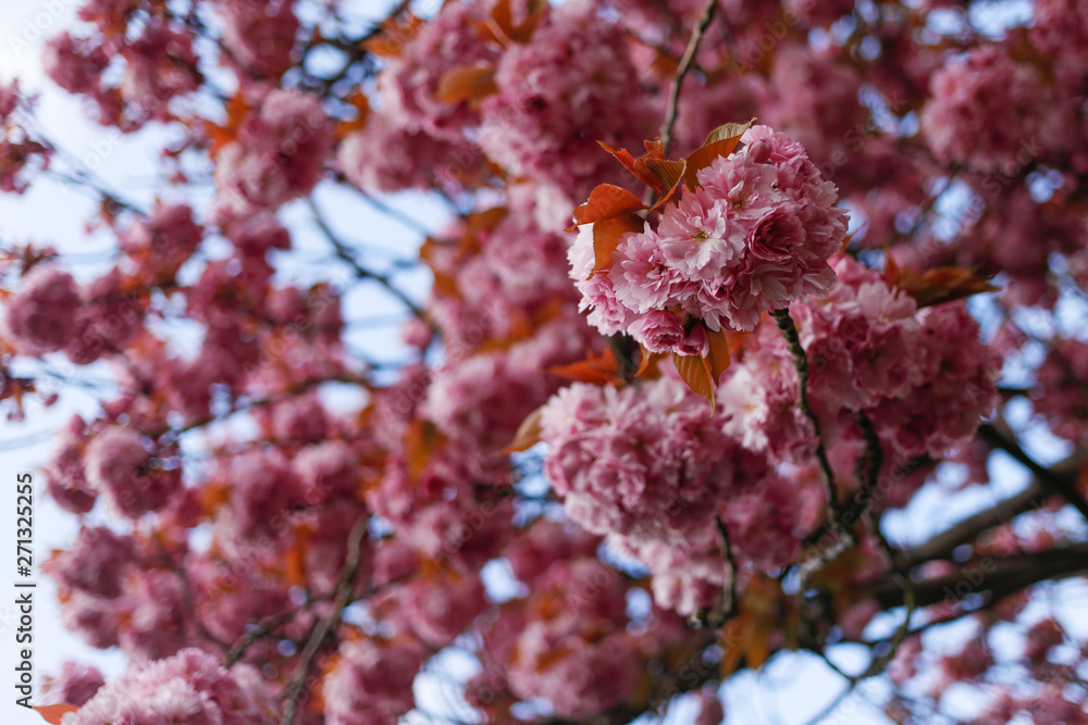 pink tree blossom