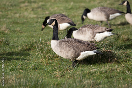 Canadian geese grazes on a grassy field