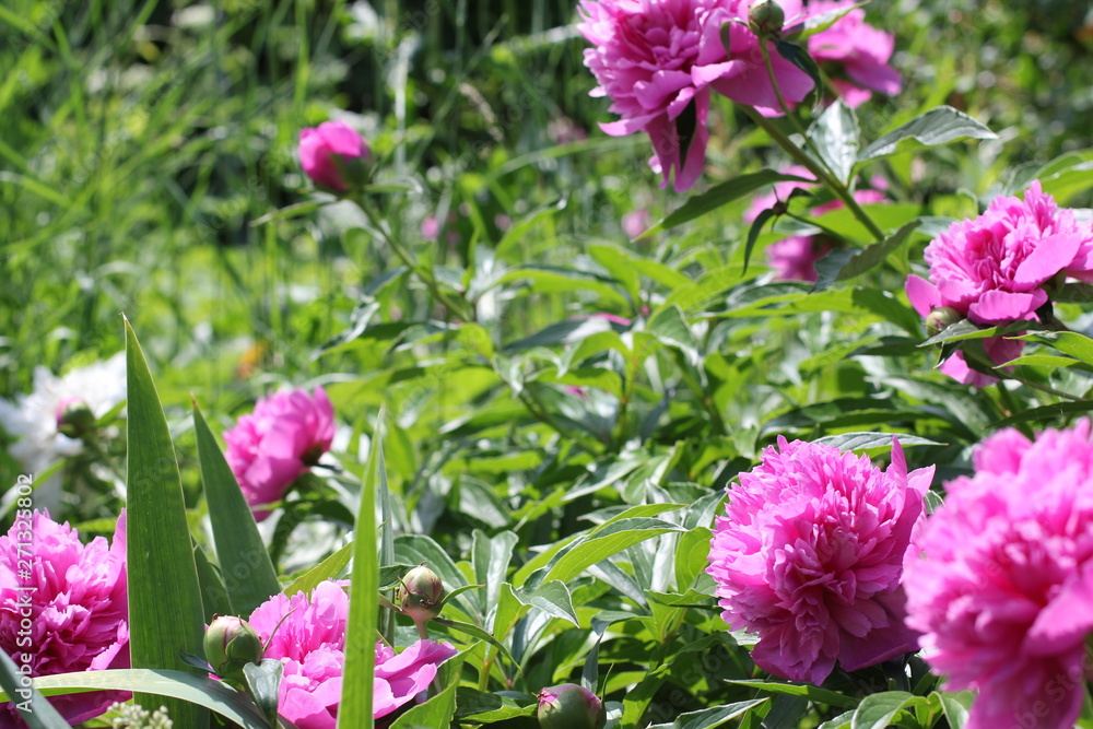 Bush bright pink peonies in a park Photo Bush bright pink peonies in a park Photo