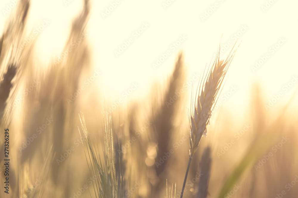 Cereal background. Grains of grain on the background of the setting sun. Background with shallow depth of field.