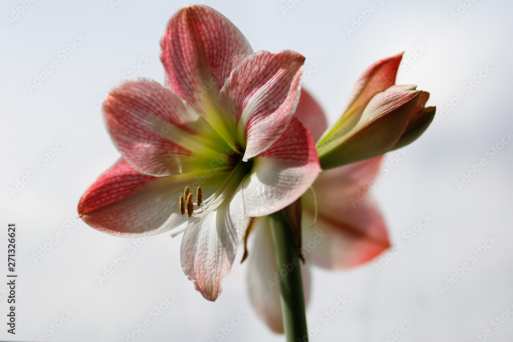 Fototapeta premium Amaryllis