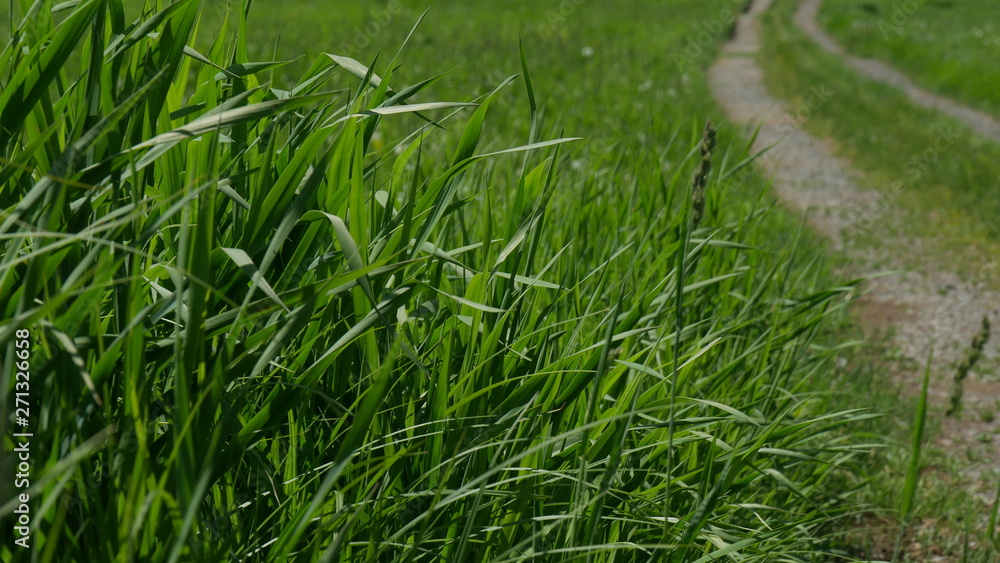 green grass in field green grass in field